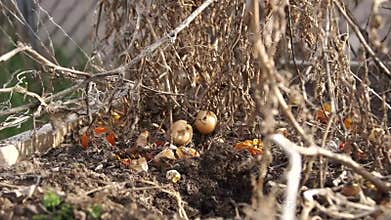 Tomato dead dolly twist