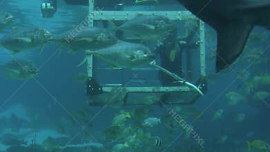 Diver feeding fish and sharks in Gold Coast Australia