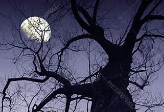 Moon