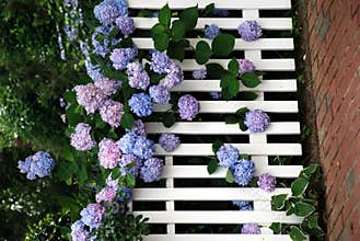 Multiple Hydrangea Blooms