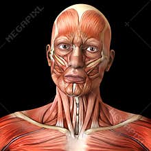 Face facial muscles - Human anatomy