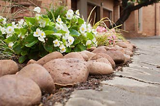 Small white Begonia plants