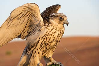 Falcon in the desert of Abu Dhabi, UAE, closeup of falcon bird or bird of prey spreading wings.