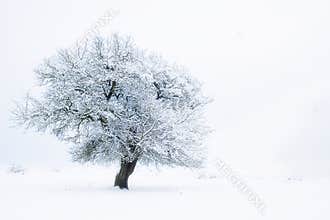 White dream