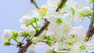Wild plum flower timelapse
