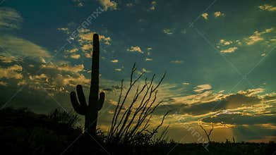 Saguaro Cactus Sunset