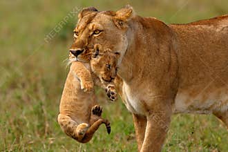 Lioness mother carries her baby