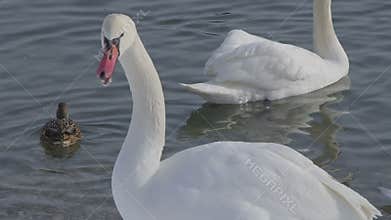 Mute Swan - Cygnus olor