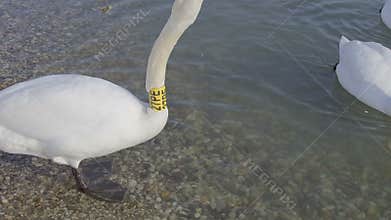 Mute Swan with Neck Collar