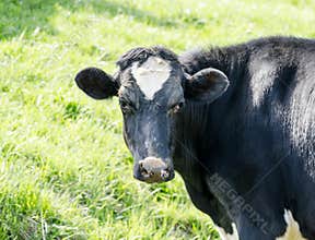 Cow in pasture.
