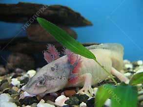 The Mexican axolotl