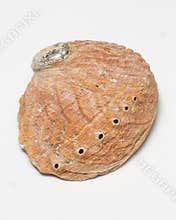 Red abalone shell