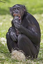 Bonobo