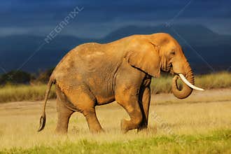 Big Elephant before the rain