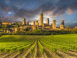 Vineyard covered hills of Tuscany,Italy