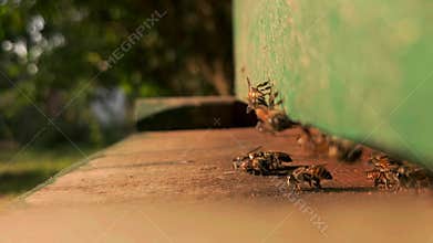 Indian Honey Bees Flying Near Beehive Close Up, Apis Cerana Indica Pollination, Wildlife Nature India