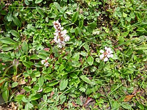 Polygonum affine, Himalayan bistort, Mountain knotweed,