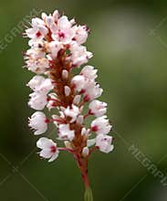 Polygonum affine, Himalayan bistort, Mountain knotweed,