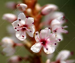 Polygonum affine, Himalayan bistort, Mountain knotweed,