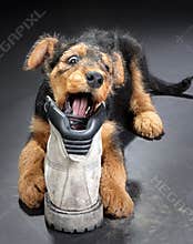 Chewing on a boot