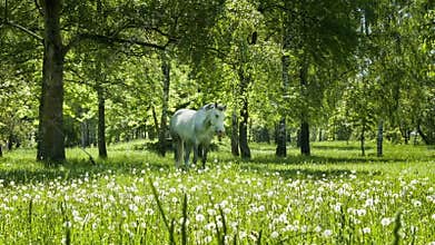 White horse at the green meadow