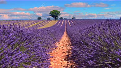 LAVENDER IN SOUTH OF FRANCE