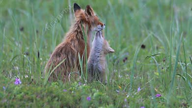 Red fox with cubs