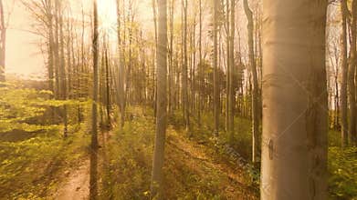 Forest trees at sunset. sun beaming light. woods background
