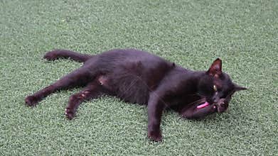 black stray cat lying and grooming itself on artificial turf