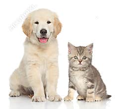 Cat and dog together