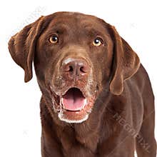 Chocolate Labrador Retriever Dog Head Shot