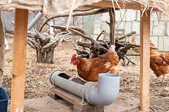 Brown hens pecking at feeder inside covered chicken coop