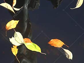 Leaves on Water
