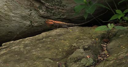 Agama Lizards Mating in Forest Habitat, Reptile Breeding Behavior Wildlife Scene