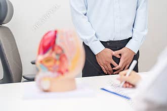 Doctor with Male Reproductive System anatomy model. Male consultation, Prostate Cancer, Enlarged prostate, Prostatitis disease,