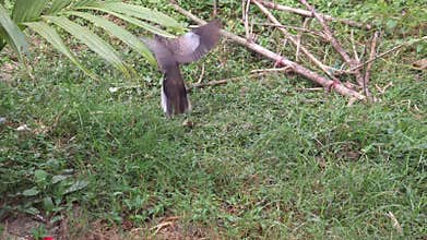 Spotted Dove Birds Fighting Close Up, Indian Wildlife Bird Behavior Conflict Nature Scene India