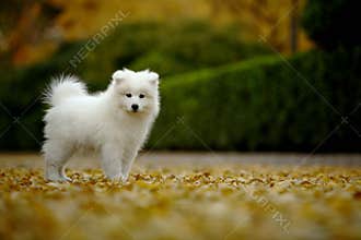 Samoyed