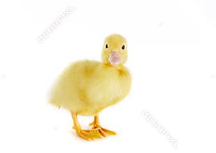 Surprised duckling