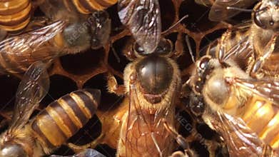 Honey Bees Working with Queen Bee on Hive Close Up, Beehive Honeycomb Colony Activity, Apiculture Pollination Nature.