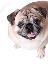 Funny dog