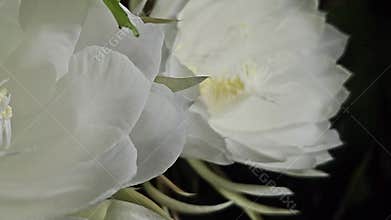 Rare queen of the night blooming epiphyllum oxypetalum white cactus flower macro nocturnal nature closeup