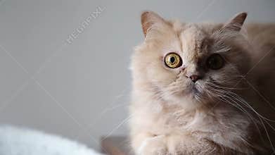Persian cat