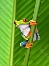 Red eyed tree frog, cahuita, puerto viejo, costa rica