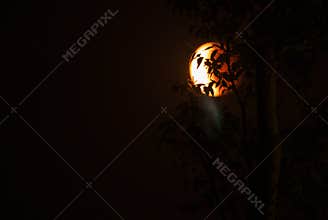 Tetrad Passover Blood Moon behind in shadow of trees