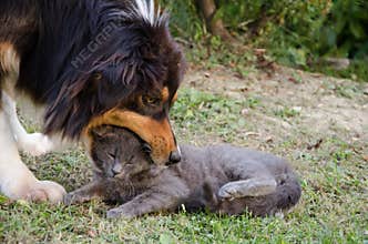 Cat and dog playing