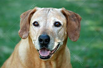 Old dog face
