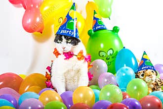 Party cat