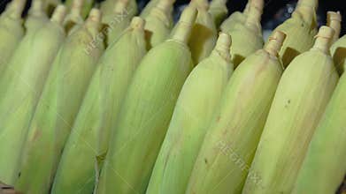 Rows of Uncooked Sweet Corn Displayed at a Market