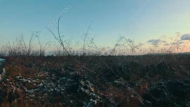 Dry Grass on Volcanic Rocks at Sunset