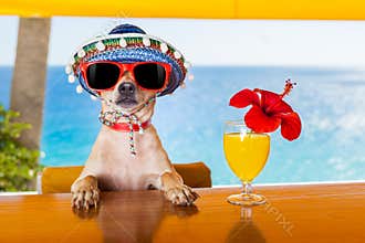 Cocktail dog
